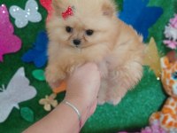 Pomeranian bebişler