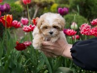 Kore teacup maltipoo yavrular