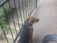 4 aylık alman kurdu erkek köpeğimiz