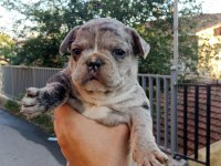 Anne altından muhteşem ırk güzeli french bulldog yavrular