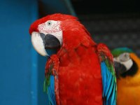 Ara Macaw kırmızı Papağanımız