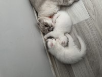 Scottish fold kedilerimiz