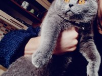 Kedimiz Yeni Sahibini Arıyor