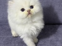 BRİTİSH LONGHAİR (SHOW KALİTE)