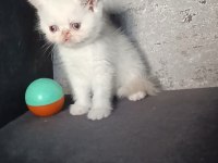 Irk garantili bebeklerimiz