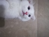 AİLENİZİN YENİ ÜYESİ VAN KEDİ YAVRULARI