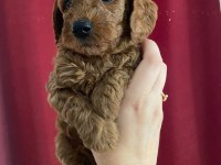 Sağlık ve ırk garantili toy poodle yavru