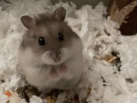 Her Irk Hamster Bebek ve Malzemeleri, Adrese Teslim Mevcut