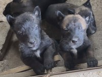Safkan Black Malinois