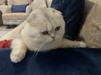 Yeni yuvasını arıyor acil scottish fold