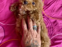 MİNİ BOY MALTİPOO ERKEK YAVRULARIMIZ