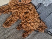 SAFKAN ORJİNAL POODLE