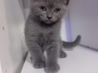 British shorthair yavrular yeni yuvasını arıyor