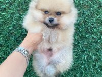 Erkek orange pomeranian boo
