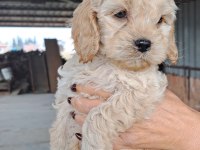 MALTİPOO YAVRULARIMIZ YENİ YUVALARINA HAZIR