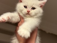 Son 2 erkek kardeş kedimiz kaldı