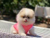 Pomeranian Boo safkan ayı surat bebeklerim