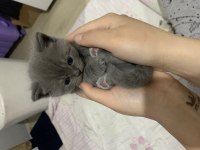 British shorthair 1 aylık