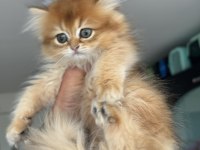 En güzel  golden british shorthair ve longhair bebekler