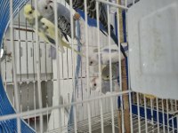 Uysal renk güzeli konuşan muhabbet kuşun yavruları