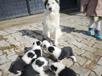 Mavi gözlü border collie yavrular