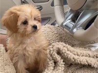 Teacup Maltipoo