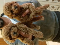 İSTANBUL KÖPEK ÜRETİM ÇİFTLİĞİNDEN TOY POODLE YAVRULAR