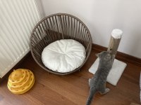 3 buçuk aylık british shorthair yavru