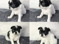 Harika chihuahua bebekler