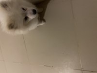 Pomeranian boo köpeği