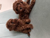 Teslime hazır prenses poodle köpekler