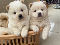 İki aylık chow chow yavrularımız teslime hazır