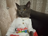 British shorthair kedimize acil yuva