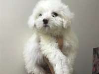 Maltese terrier bebekler