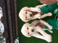 Şampanya ve çikolata renk labrador yavrular ruhsatlı çiftlik