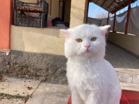 11 AYLIK MELEZ OĞLUMA YUVA ARIYORUM (CHİNCHİLLA MELEZ)