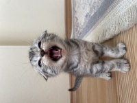 1 buçuk aylık kırık kulak scottish fold