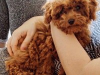 Poodle Tatlı Bıdık Aresim