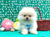 Pomeranian yavrular