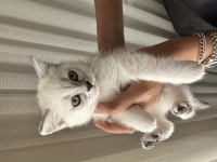 Blue point scottish fold yavrular