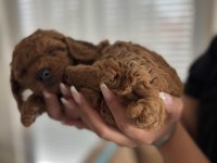 ACİL SAHİPLENDİRME POODLE KÖPEĞİMİZ