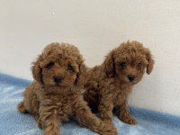 Saf ırk zarafeti poodle