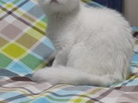 2 aylık dişi scottish fold lekesiz