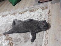 %100 saf kan scottish fold