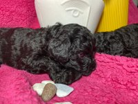 Poodle akademi siyah köpekler