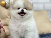 2 Aylık Dişi-Erkek Pomeranian Boo Yavrularımız