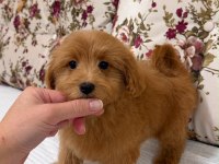 Red Maltipoo Biblo Kızımız