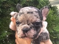 45 günlük 2 erkek ve 3 dişi french bulldog