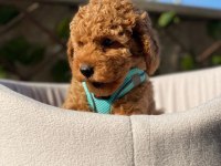 Poodle Güzelliğinin Minik Patileri