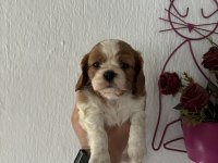 Cavalier king charles bebeklerimiz